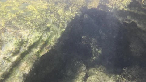 Small fish swimming near algae covered rocks and pebbles, creating a natural Stock Footage 343235475