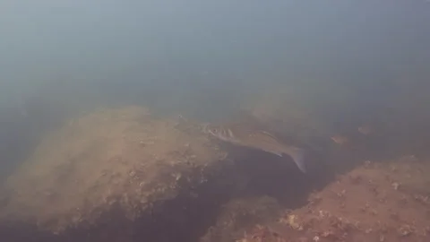 Small fish swimming near algae covered rocks in the murky freshwater of a lake, Stock Footage 343327641