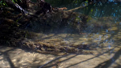 Small Fish Swimming Over Sandy Bottom and Vegetation Near River Shore Video stock 320835805