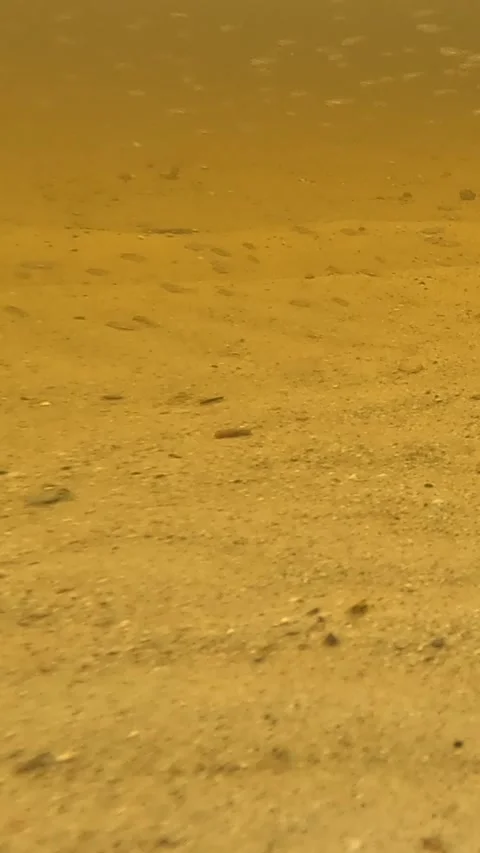 Small Fish Swimming Over Sandy Shallow Seabed Underwater Stock Footage 339629398