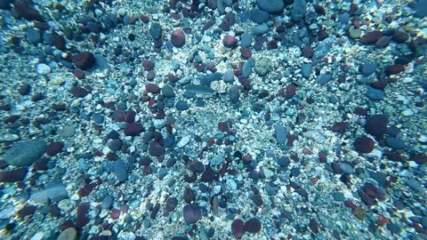 Small fish swimming over shallow pebble seabed Stock Footage 345613681