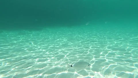 Small fish swimming over white sandy seabed in crystal clear turquoise sea Stock Footage 343228007