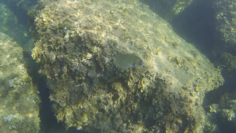 Small fish swimming peacefully over a seabed of rock formations and brown algae, Stock Footage 343482514