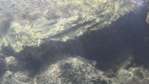Small fish swimming peacefully over a rocky reef covered in algae. Sunlight Stock Footage 343543436