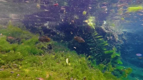 Small fish swimming in a pristine cenote with green algae and clear blue water Vídeos de archivo 340161901