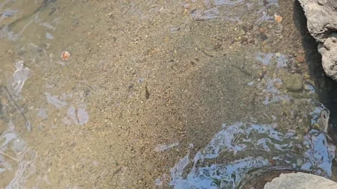 Small fish swimming in the river flow Stock Footage 253558842