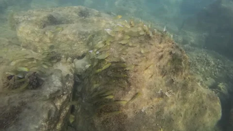 Small fish swimming in a school around submerged rocks and coral in clear blue Video stock 343155553