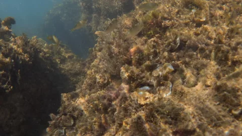 Small fish swimming in a school over a rocky seabed covered in various marine 動画素材 342767203