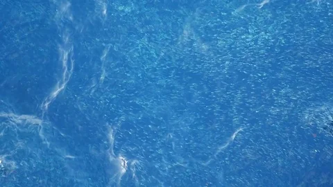 Small fish swimming on sea surface on bright and sunny day Stock Footage 71098291