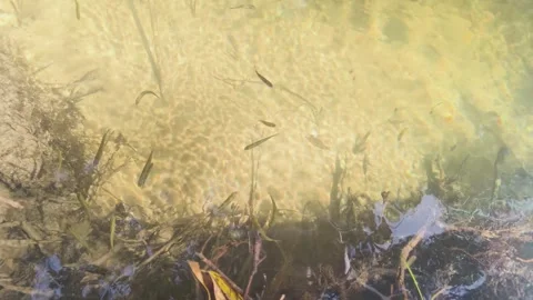 Small fish swimming in shallow clear water with sunlight ripples. 스톡 동영상 312898186