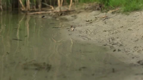 Small fish swimming in shallow clear water near sandy shore with reeds Vidéo 340844602