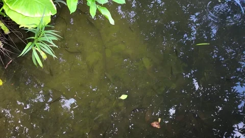 Small Fish Swimming in Shallow Puddle 4K Video Stock Footage 317626742