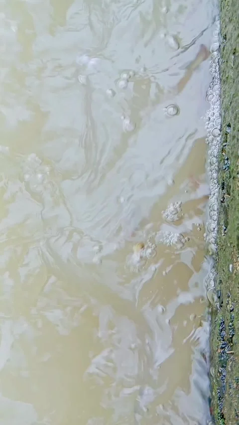 Small fish swimming in a shallow stream of water Stock Footage 346745904