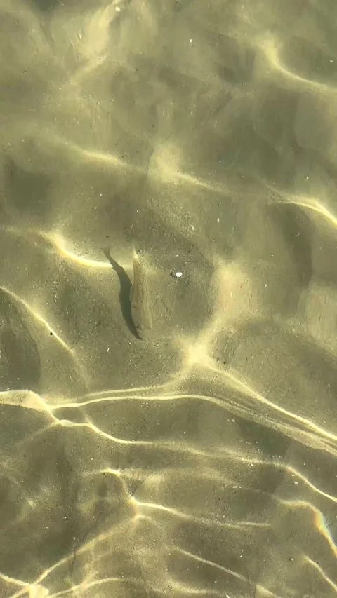 Small fish swimming in shallow transparent water with sun glare on sandy bot Stock Footage 344773288