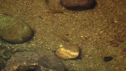 Small Fish Swimming in Shallow Tropical Forest Stream 库存影片 340538097