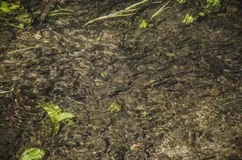 Small fish swimming in a small river. Shallow depth of field. Stock Photos