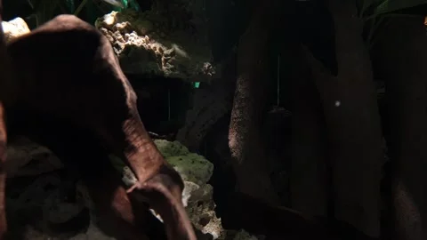 Small fish swimming through dark structures in deep blue aquarium tank. Stock Footage 240496243