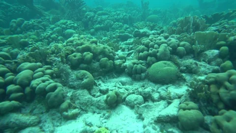 Small fish swimming through underwater coral Stock-Footage 75248449
