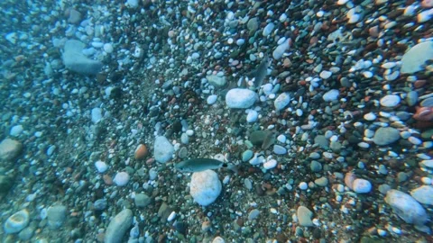 Small fish swims above pebbles in sea searching for friends Video stock 221206372