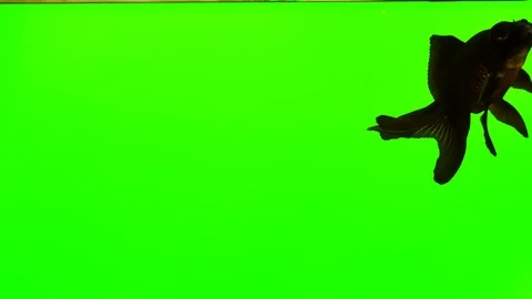 The small fish swims around. Stock Footage 116659047