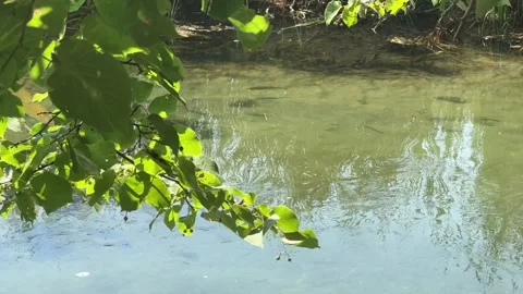 Small fish swims up a clear stream on a sunny day Stock Footage 273176470