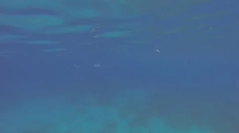 A Small fish swims in the ocean Stock-Footage 42448412