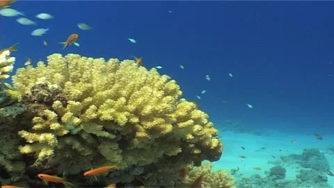 Small Fish Swims Over The Hard Coral Stock Footage 300852480
