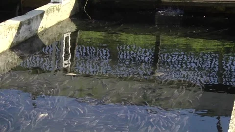 Small fish swims on the surface of the water. Video stock 104008491