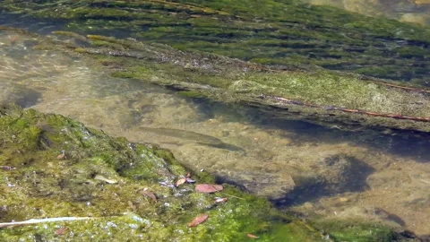 Small fish swims through mossy freshwater stream - Creek Fish and Reed Fringe Stock Footage 339929126
