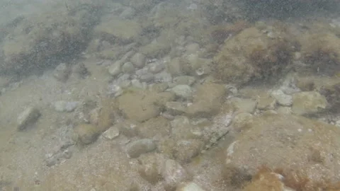 Small fish swims underwater with the rough sea and a strong sea current Vídeo Stock 130797290