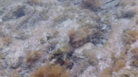 Small fish swims underwater with the rough sea and a strong sea current. In t Video stock 131022159