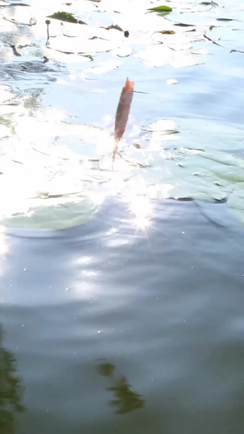 Small Fish Swinging Above Water Near Lily Pads in Sunlight Stock Footage 340407704