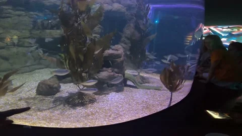 Small fish Tank Stock Footage 162871322