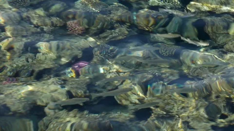 Small fish under the surace on the coral reef in the Red sea Stock Footage 76449909
