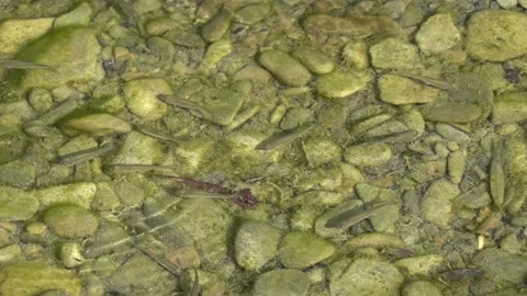 Small fish under the surface of the river water 스톡 동영상 342768887