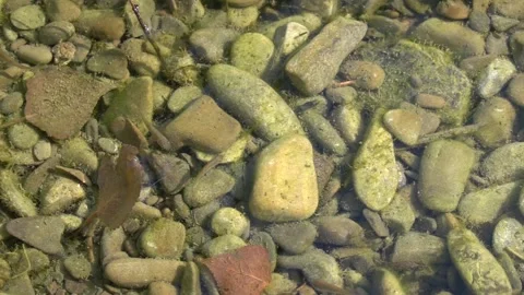 Small fish under the surface of the river water Video stock 342769473
