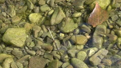 Small fish under the surface of the river water Stock-Footage 342769540