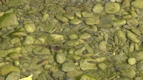 Small fish under the surface of the river water Stock-Footage 342769833