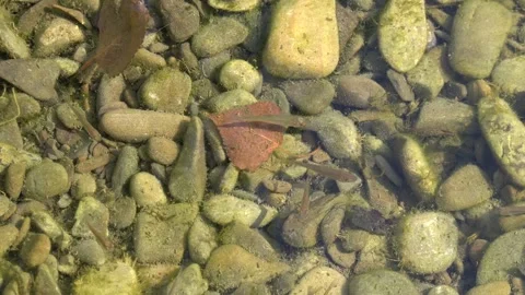 Small fish under the surface of the river water Video stock 342769990