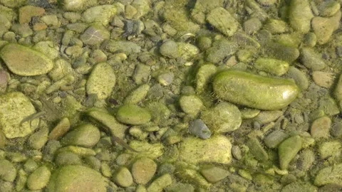 Small fish under the surface of the river water Video stock 342770954