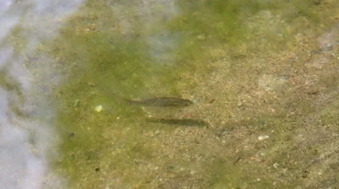 Small fish under water Stock Footage 42710452