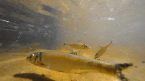 Small fish under the water in the river. 스톡 동영상 93892154
