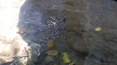 Small fish under the water surface Stock Footage 119161446