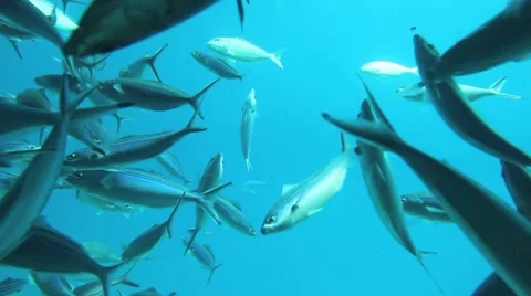 Small fish, underwater Stock Footage 8530793