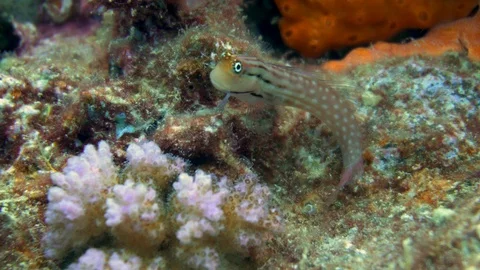 Small Fish Underwater Red Sea Egypt Stock Footage 102892732