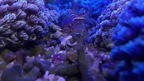 Small fish walking through live coral in marine aquarium Stock Footage 214189029