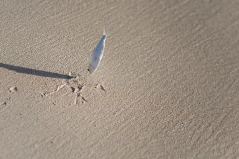 A small fish was thrown out of the water onto a sandy shore. Stock Photos