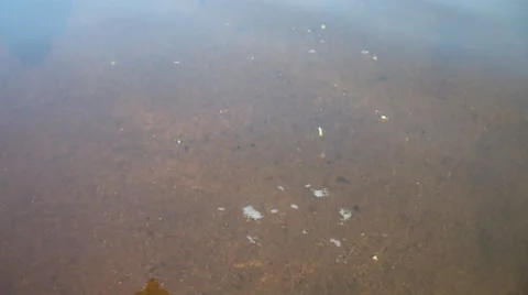 Small fish in the water feed on the river Stock Footage 56311499