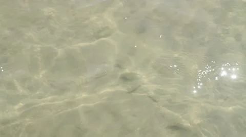 Small Fish In The Water Stock Footage 47463269