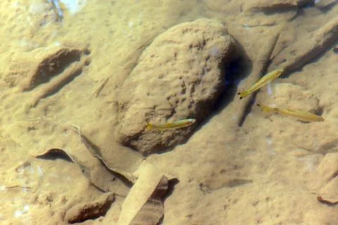 Small Fish in the water Stock Photos